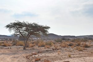 Acacia tree rest stop